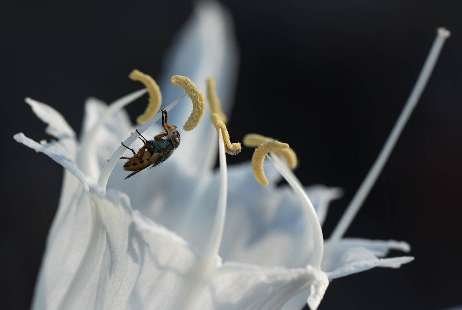 муха,утро, Александр Смолкин