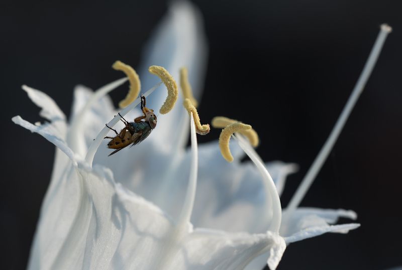 муха,утро Пробуждение фото превью