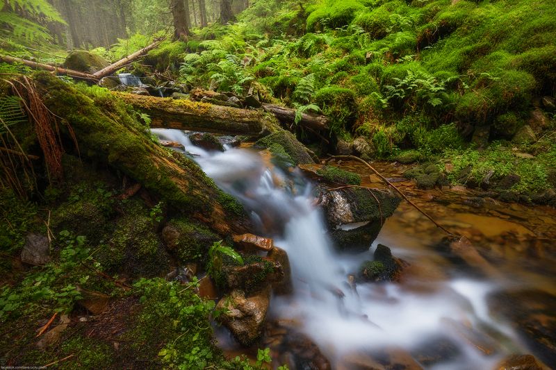 Карпаты, ручей,лес, горы, природа *** фото превью