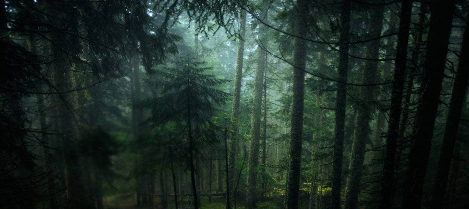 montenegro, forest, durmitor, after rain, evergreen, nature, outside, черногория, лес, durmitor, после дождя, вечнозеленый, природа, снаружи,, Марко Радовановић