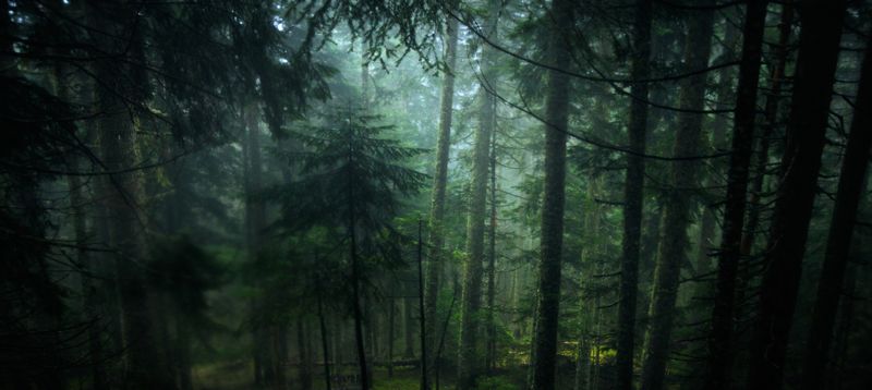 montenegro, forest, durmitor, after rain, evergreen, nature, outside, черногория, лес, durmitor, после дождя, вечнозеленый, природа, снаружи, Always green фото превью