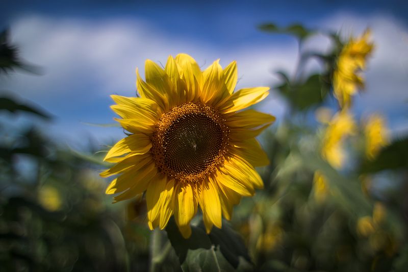 Подсолнухи фото превью