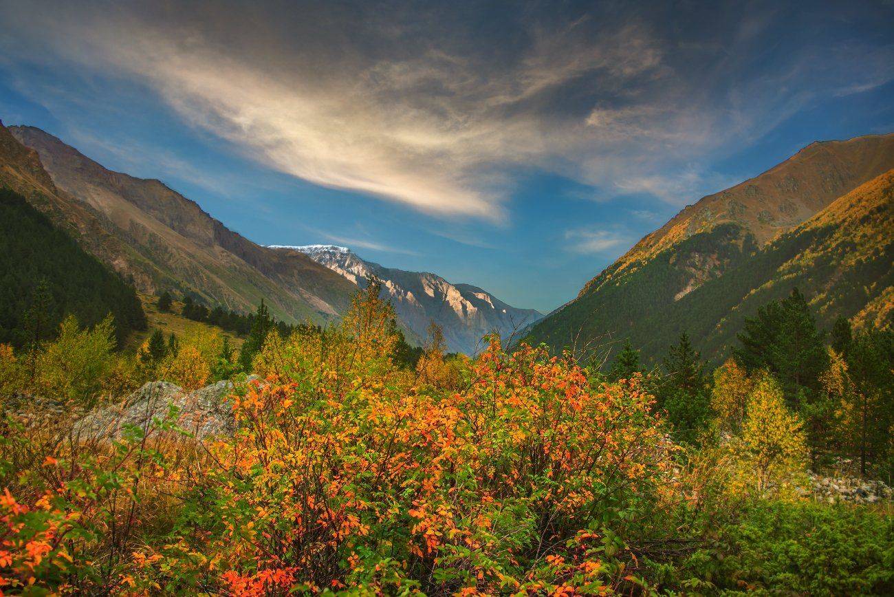 горы,осень,куст,листья, Елена Брежицкая