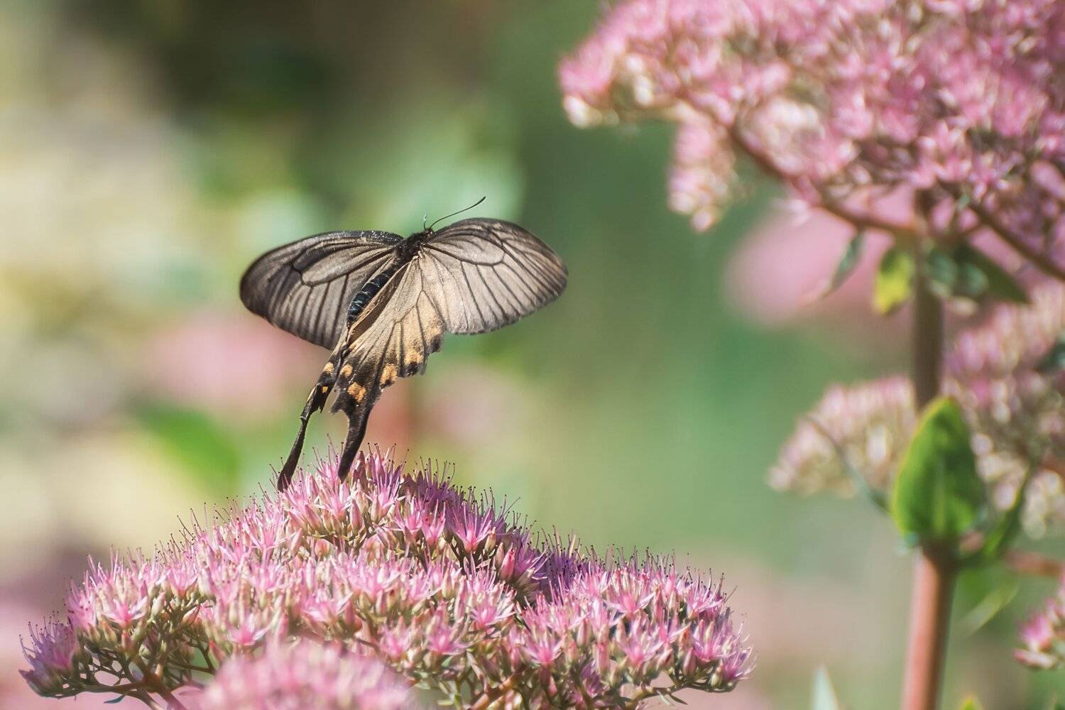 , Шинкарева Елена