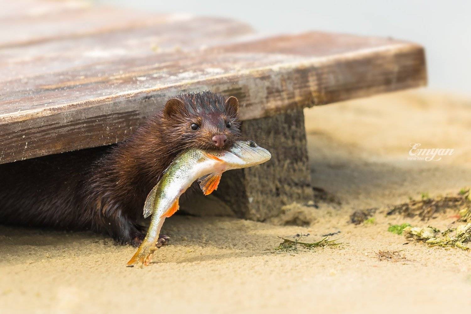 природа, норка, животные, рыба, окунь, улов, nature, european mink, mustela lutreola, Emyan