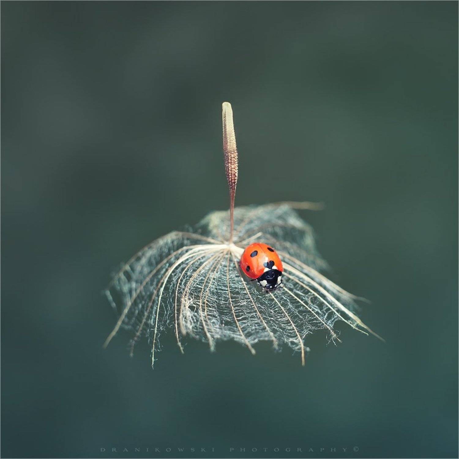 ladybird lands ladybug biedronka dranikowski macro magic божья коровка, Radoslaw Dranikowski