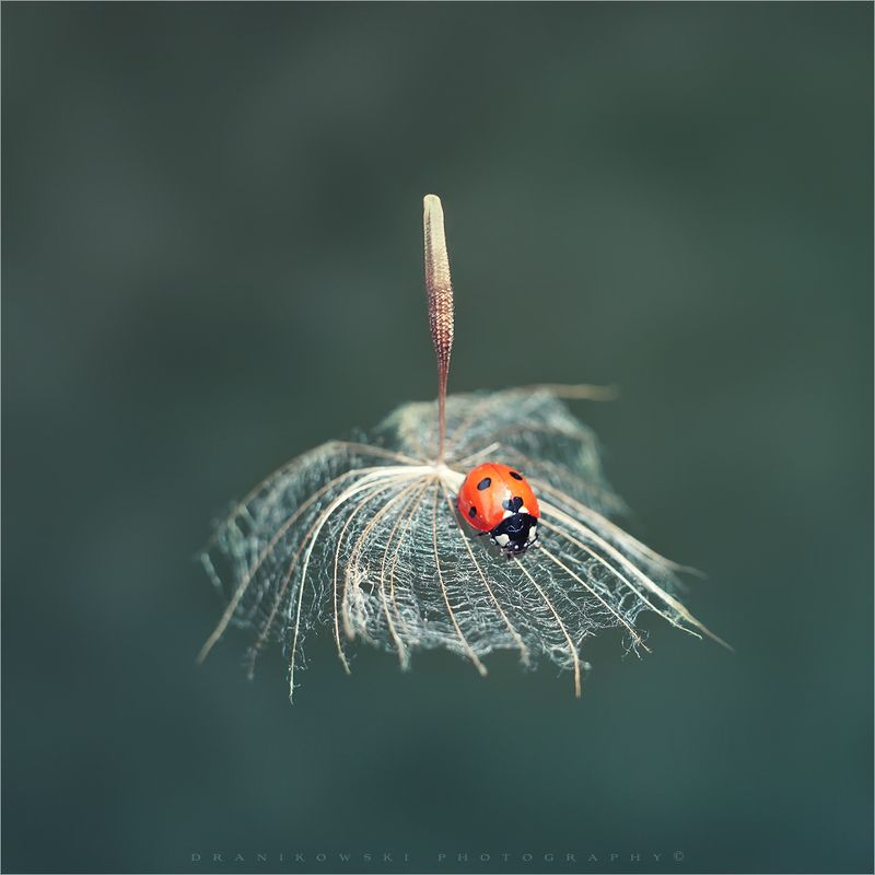ladybird lands ladybug biedronka dranikowski macro magic божья коровка ladybird lands фото превью