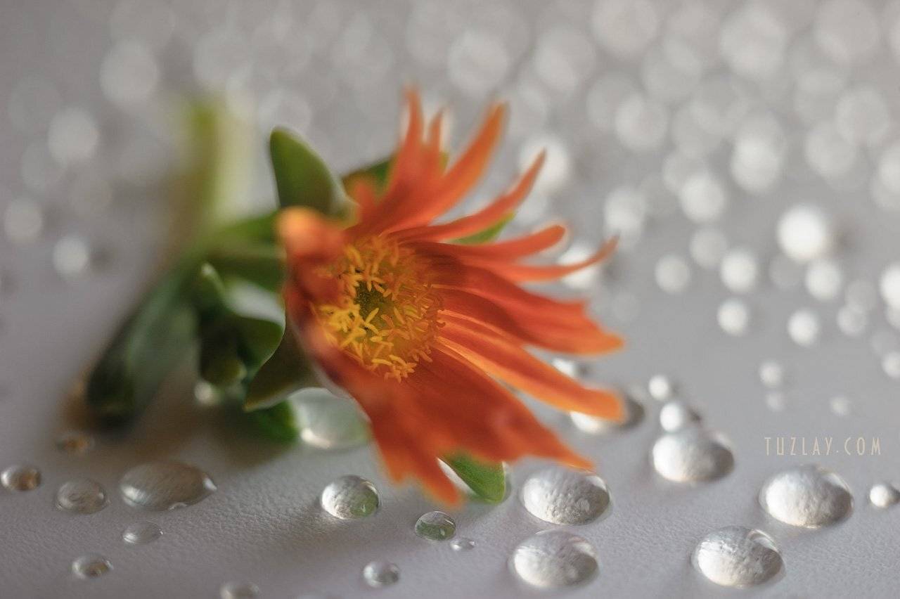 индустар 50-2, оранжевый цветок, капельки, боке, софт фокус, bokeh, Владимир Тузлай