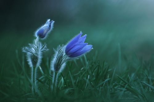 pulsatilla grandis - twins