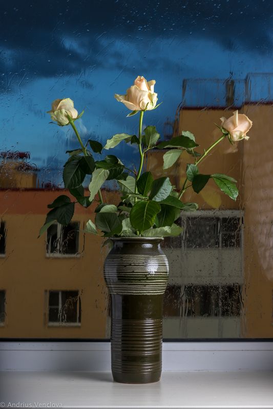 Cream Roses фото превью