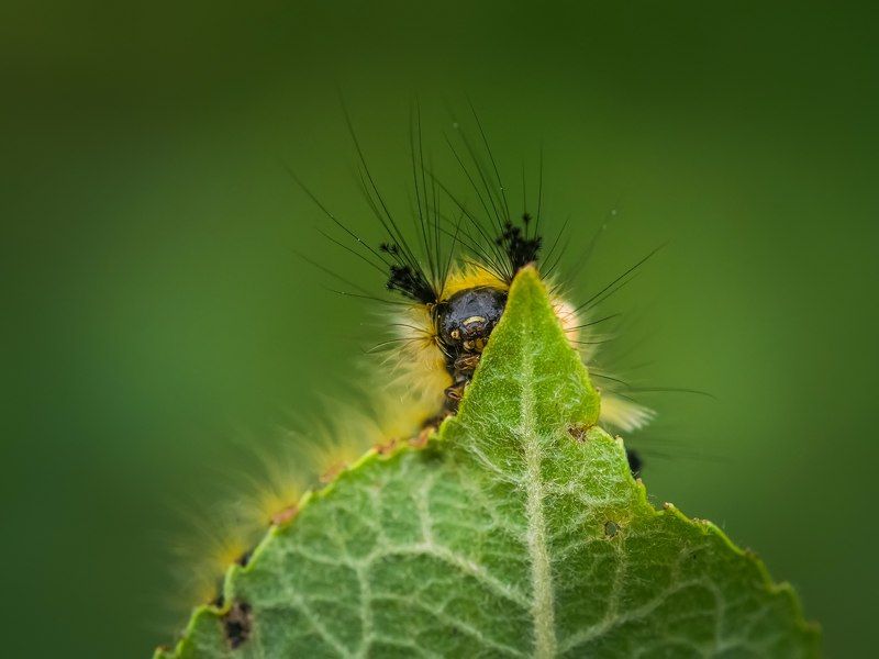 ... фото превью