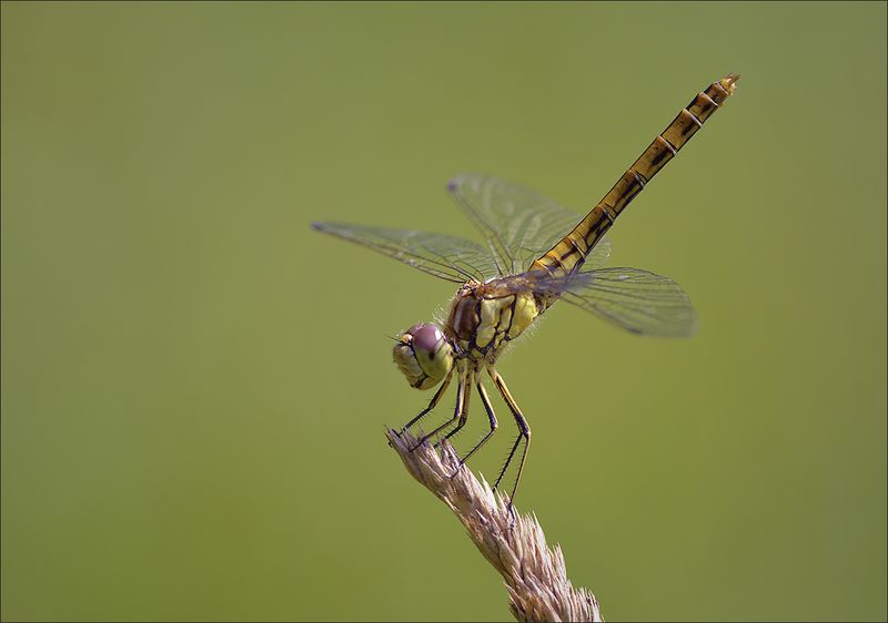 стрекоза *** фото превью