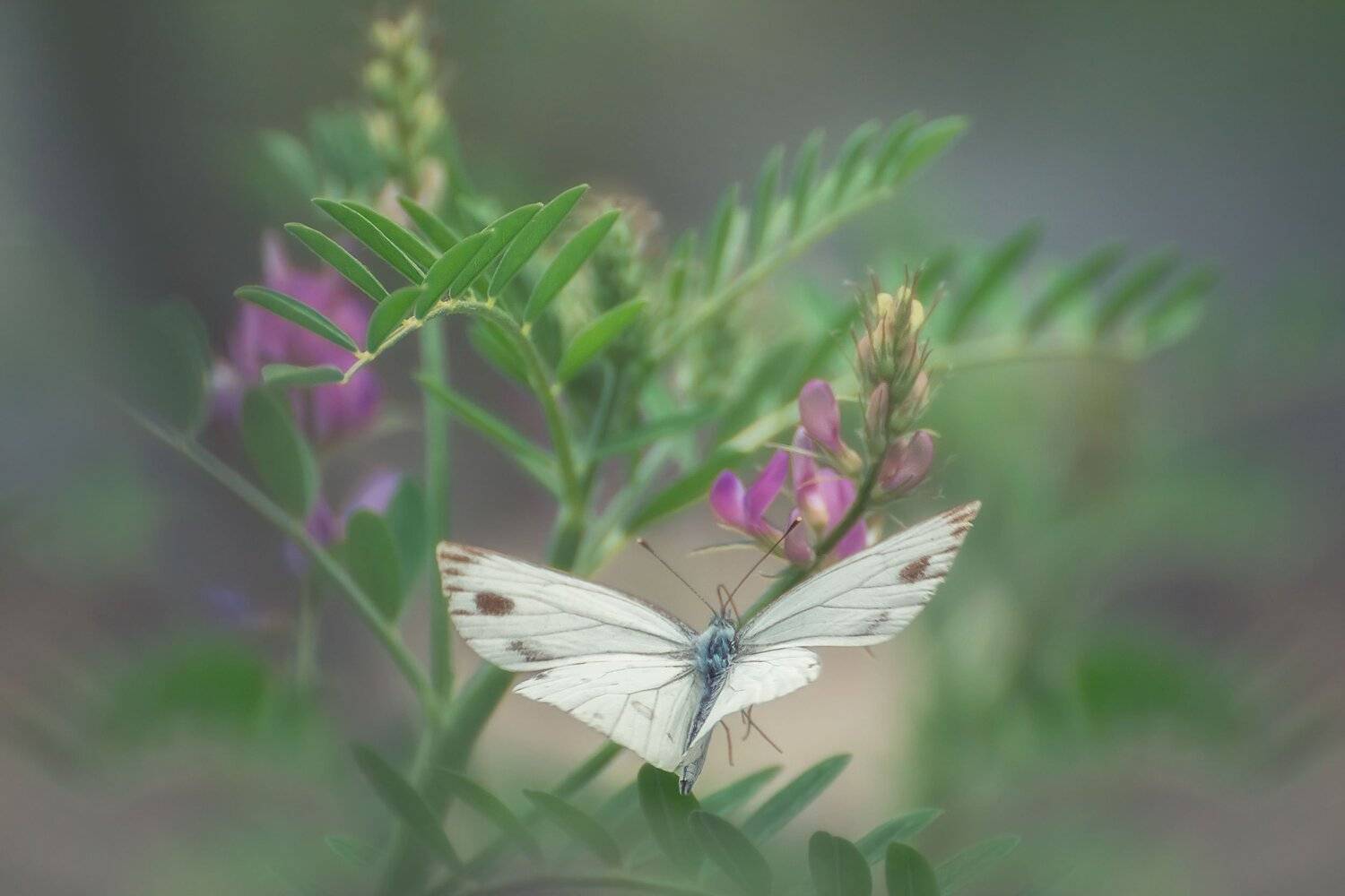 , Шинкарева Елена