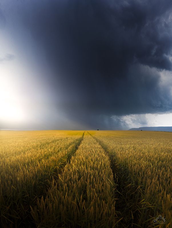 #thunder #cloud #rain #rainy #wheat #field #storm Thundercloud фото превью