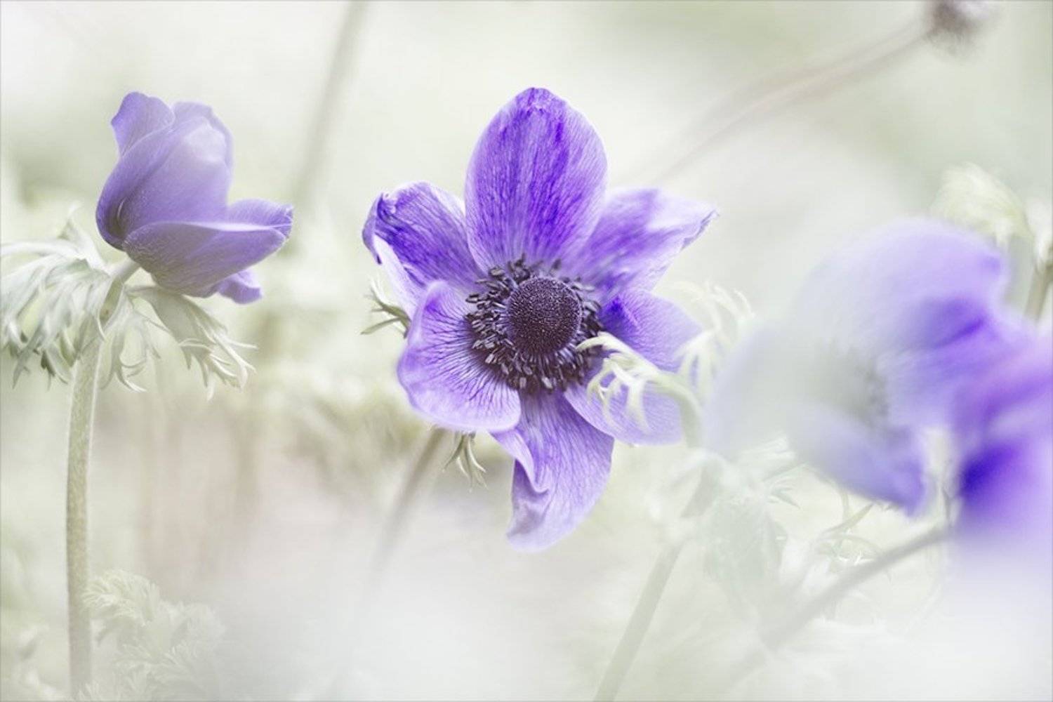 , Наталья Ова