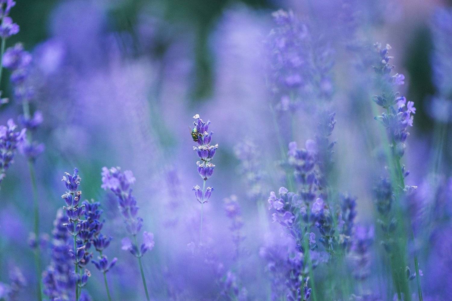 , Анастасия Добровольская