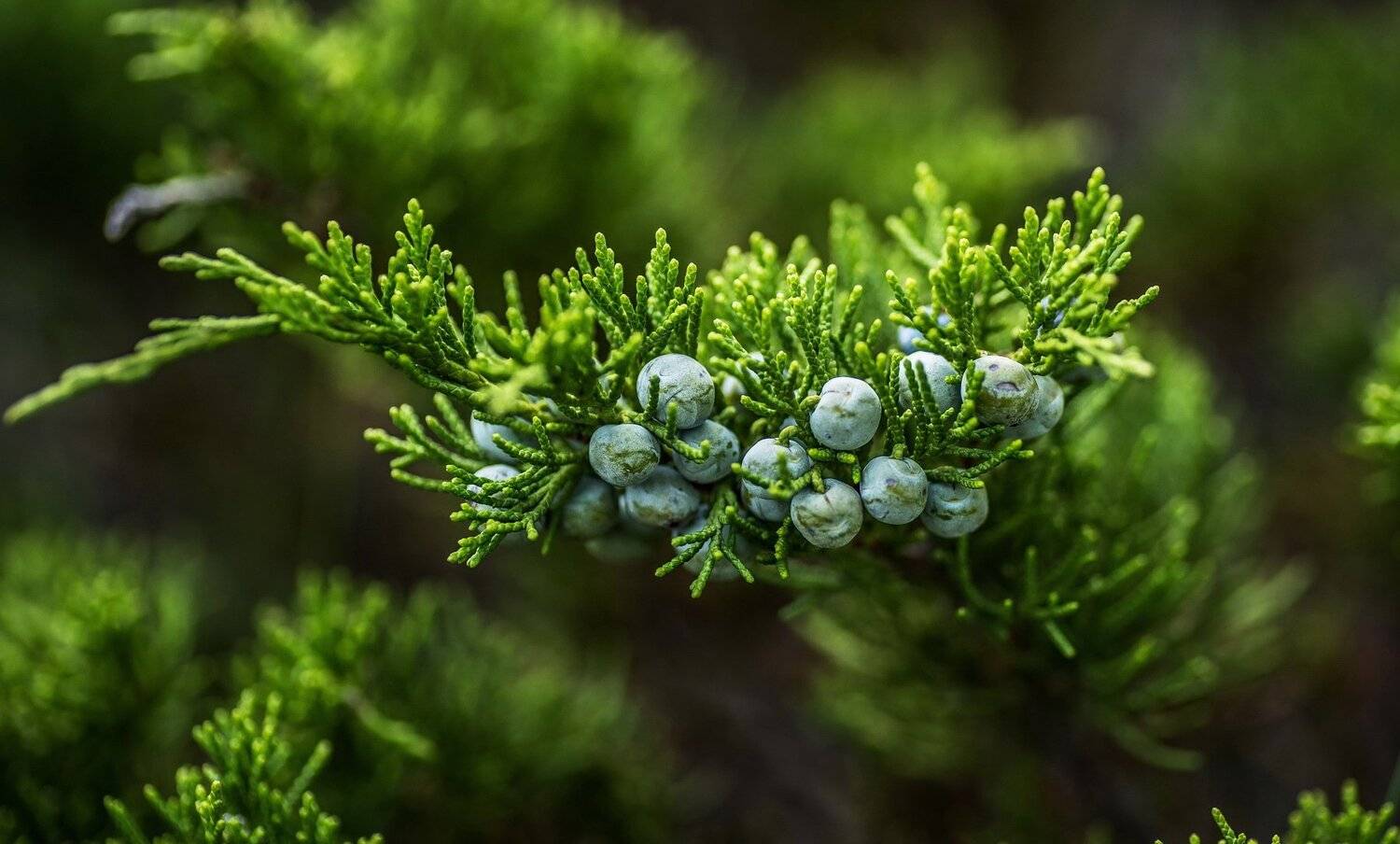 можжевельник, Евгений Дроботенко