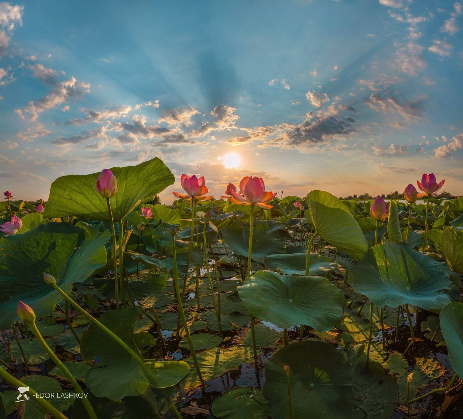 pentax645z, pentaxrussia, pentax,астраханская область, волга, дельта, астраханский государственный биосферный заповедник, лотос, цветы, лето, рассвет,, Лашков Фёдор