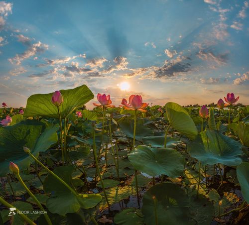Рассвет над плантацией лотосов