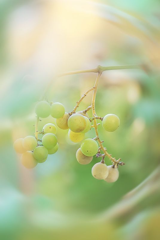 antrisolja, warm, grape Летнее солнце фото превью