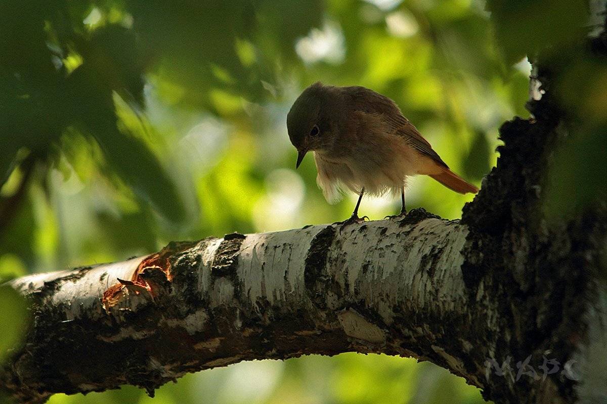животные птицы лето береза горихвостка, Шангареев Марс
