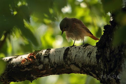 Птичкина дума