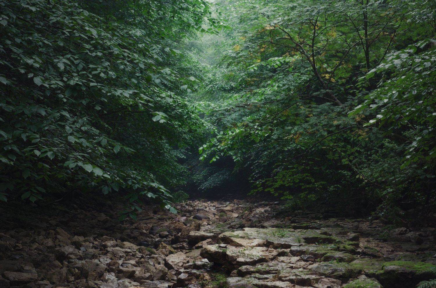 , Дмитрий Воронцов