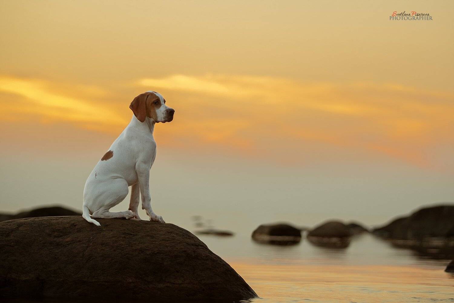 щенок английского поинтера, Светлана Писарева