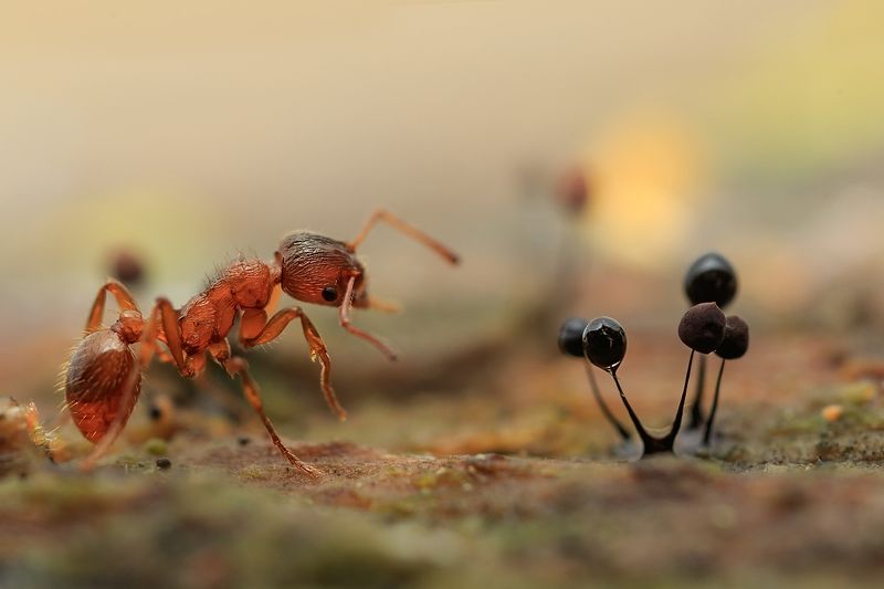 муравей, миксомицеты Озадачен... фото превью