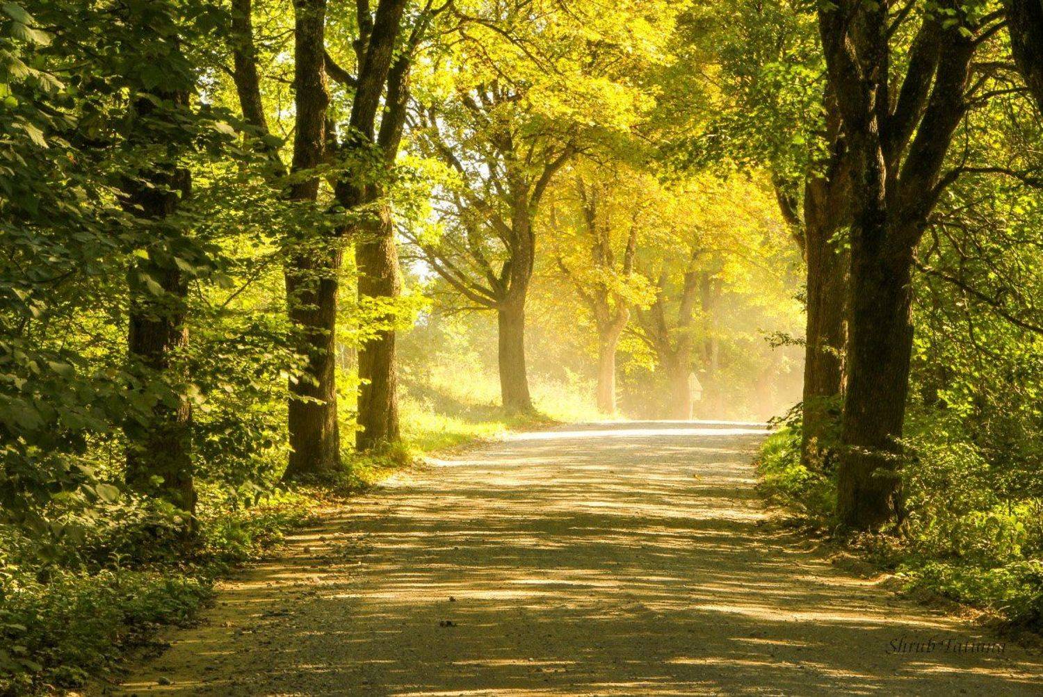 дорога, деревья, путешествие, Шруб (Беляева) Татьяна