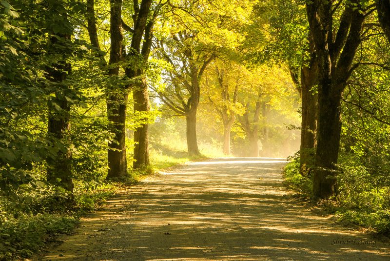 дорога, деревья, путешествие Дорога фото превью