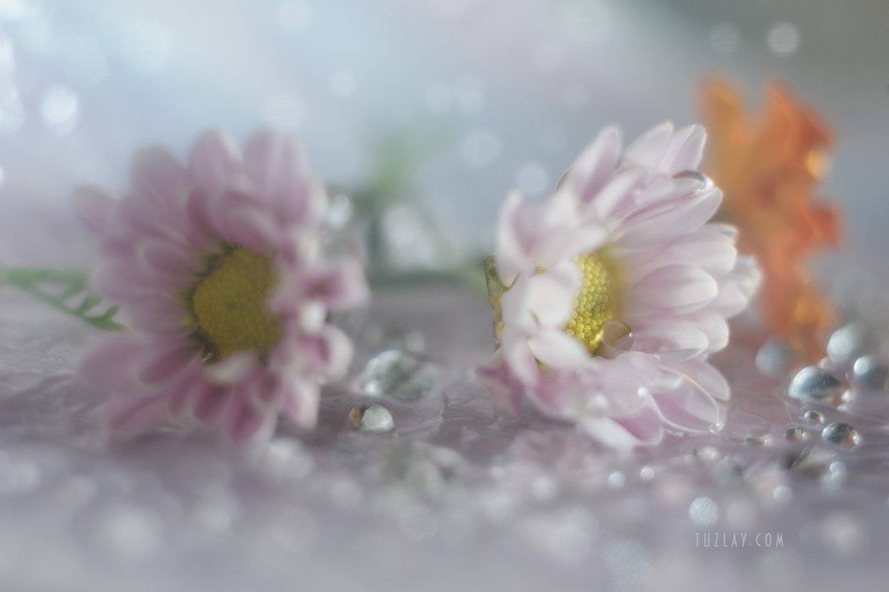 хризантемы, софт фокус, капельки, бархатцы, боке, bokeh, гелиос 44-2, Владимир Тузлай