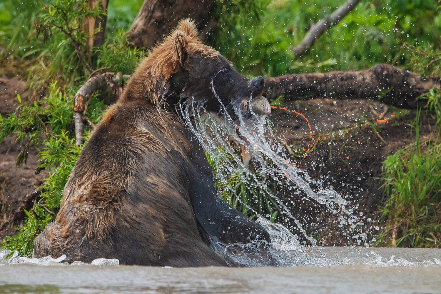 медведь, Александр Маркелов