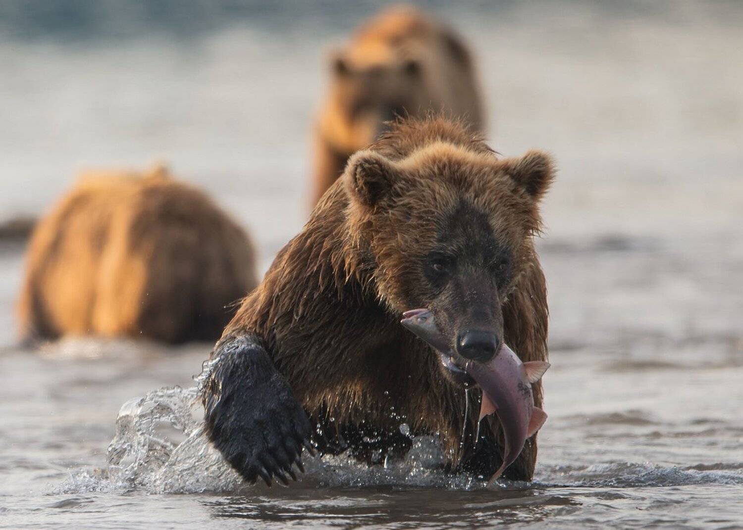 медведь, Александр Маркелов