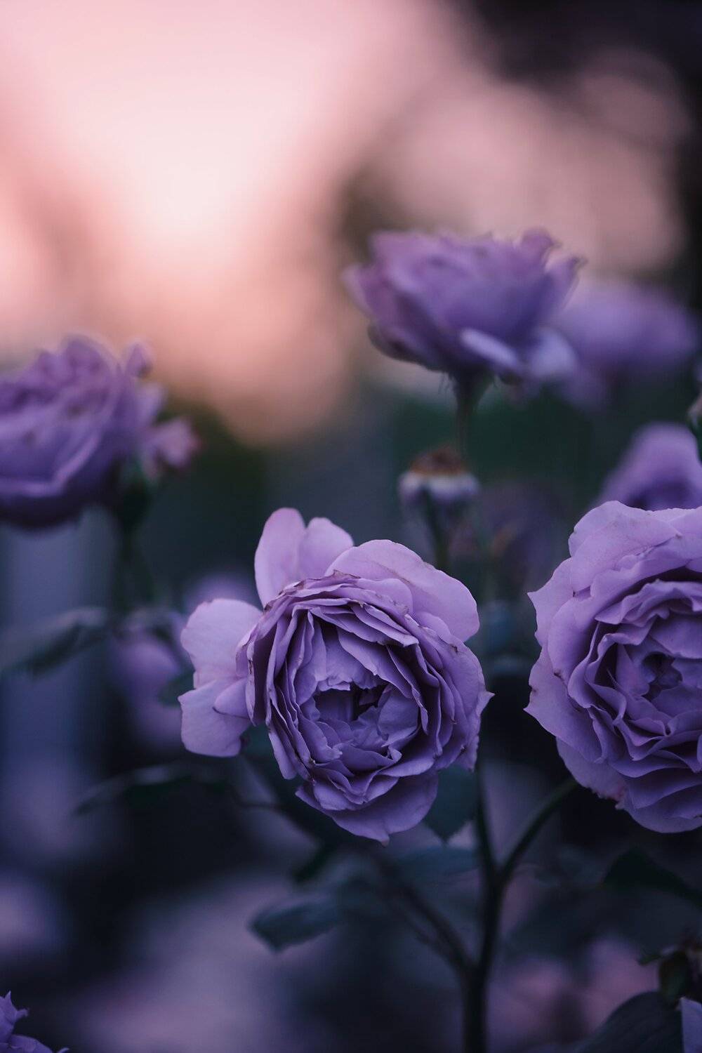 , Анастасия Добровольская