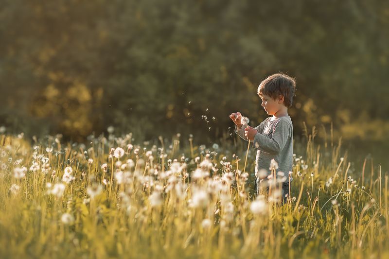 детский портрет, лето, одуванчик Мальчик-одуванчик фото превью