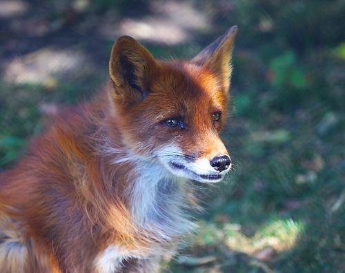Fox