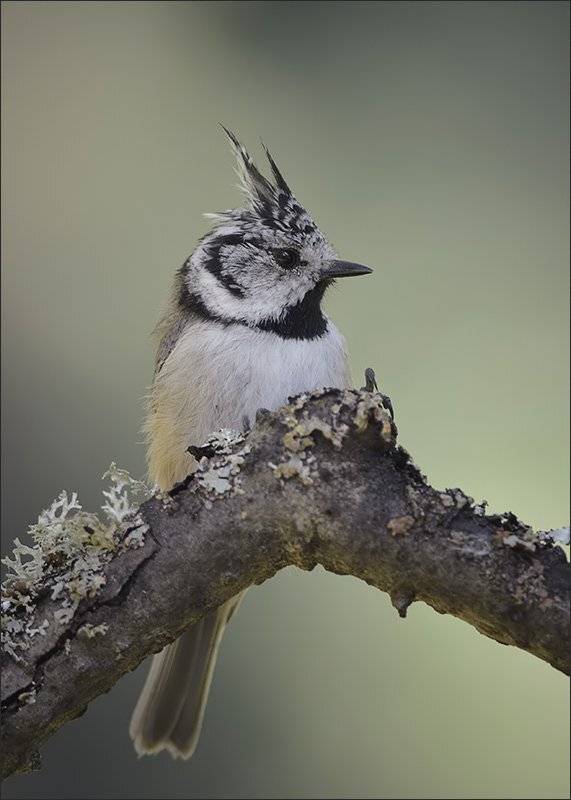 синица, Андрей Медведев