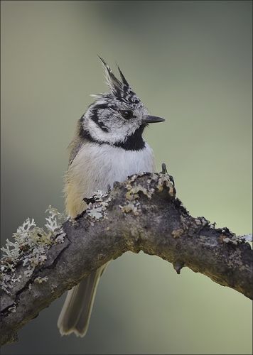 Гренадёрка