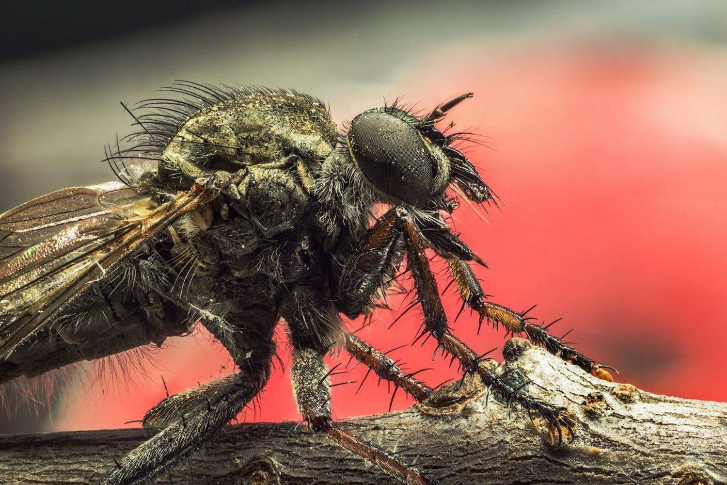 насекомое, макро, капли., Сергей Жуковский