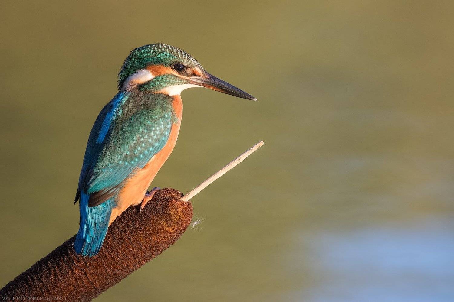 зимородок, природа, птицы, kingfisher, nature, birds, birding, Валерий Притченко