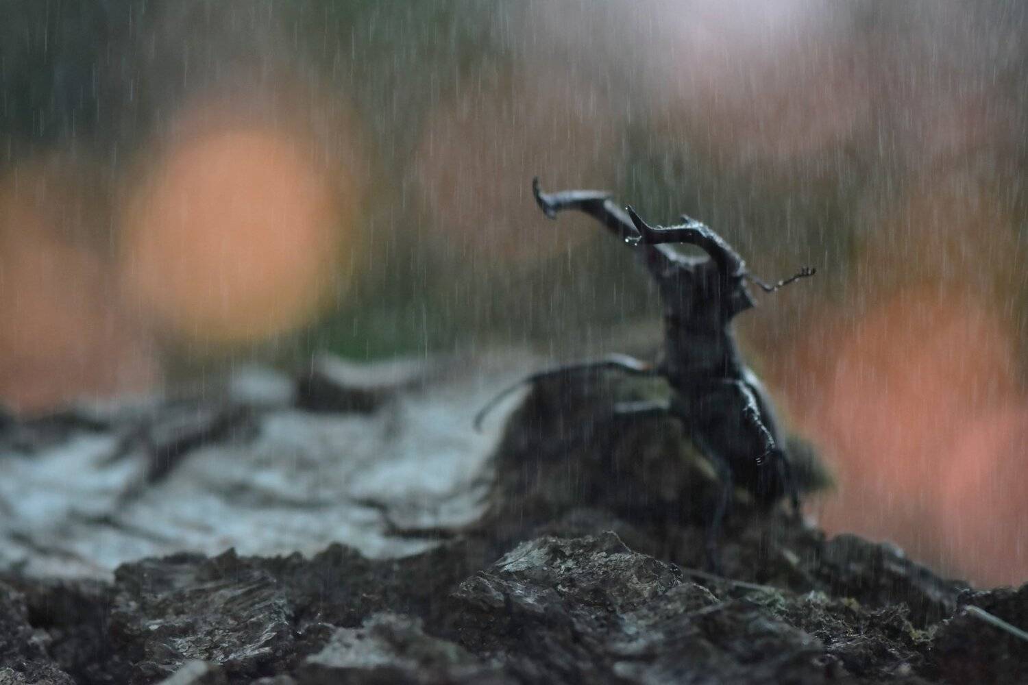 , Макеев Алексей