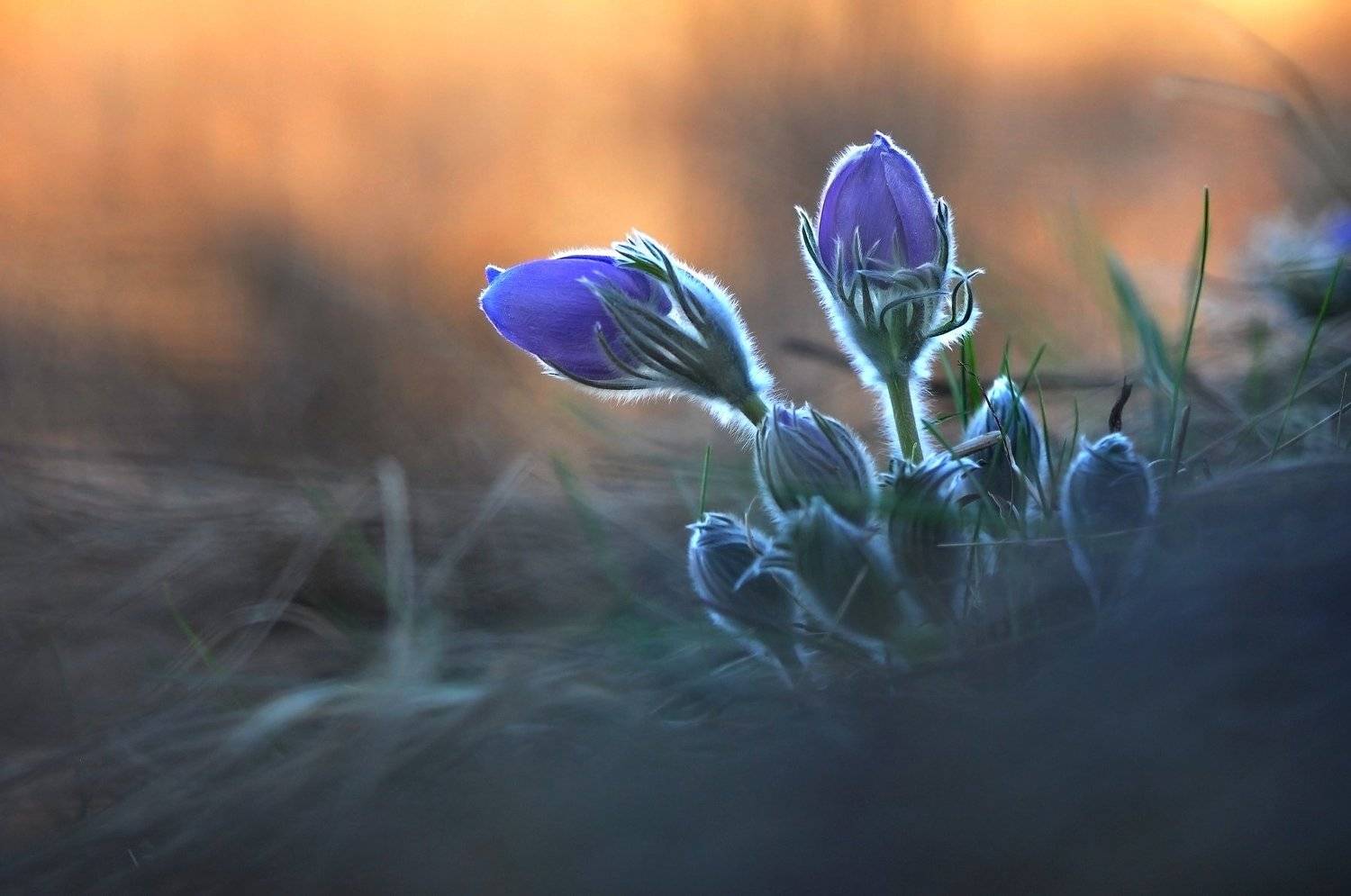 , Макеев Алексей
