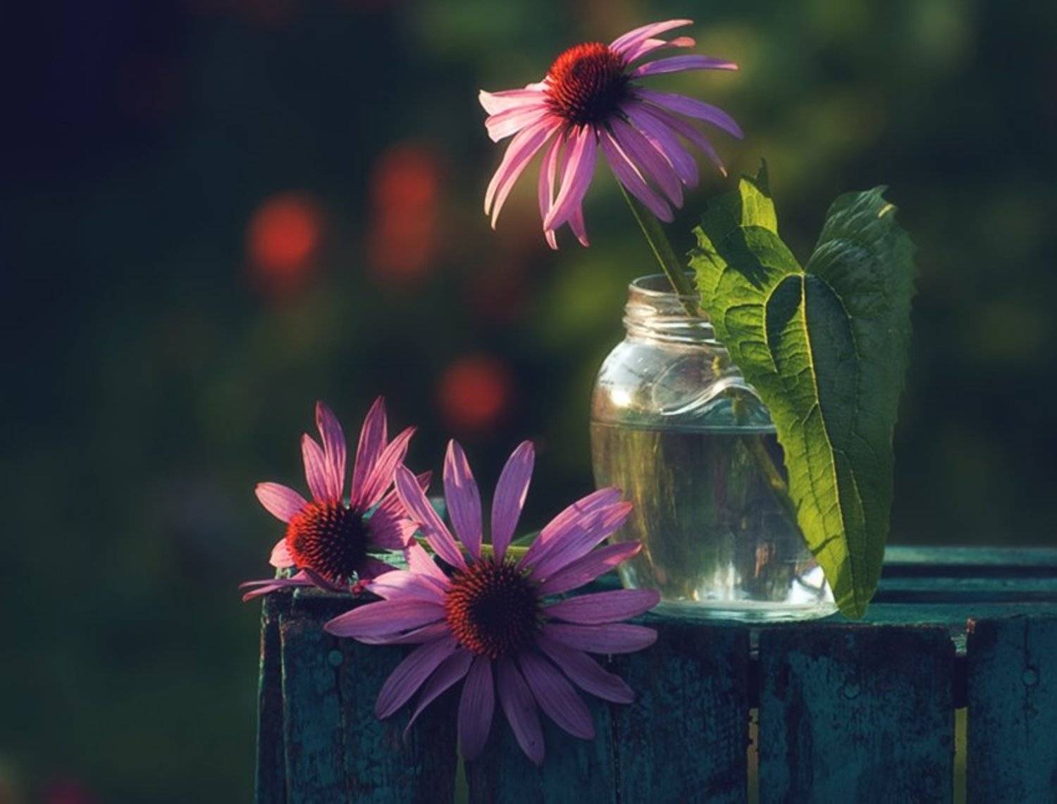 натюрморт,эхинацея,цветы, Наталия К