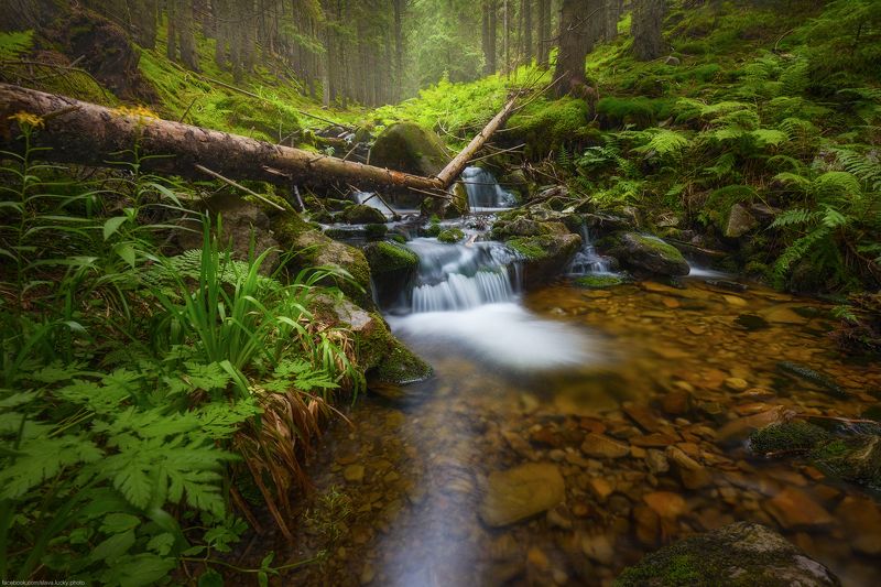 У горного ручья фото превью