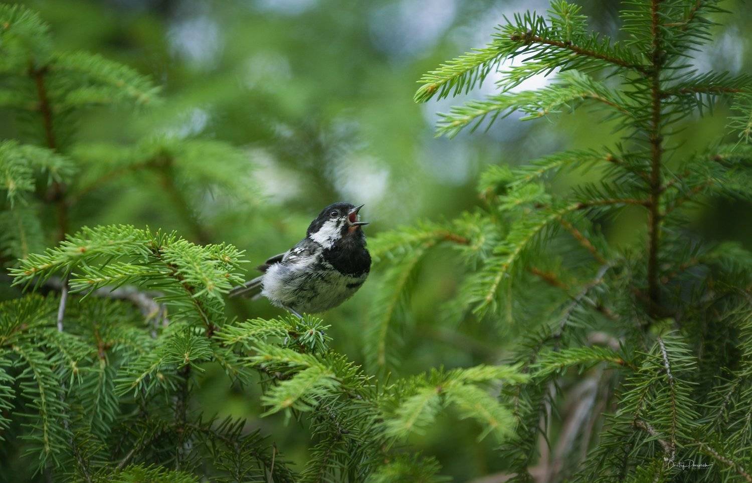 природа, лес, животные, птицы, Дмитрий Посевич