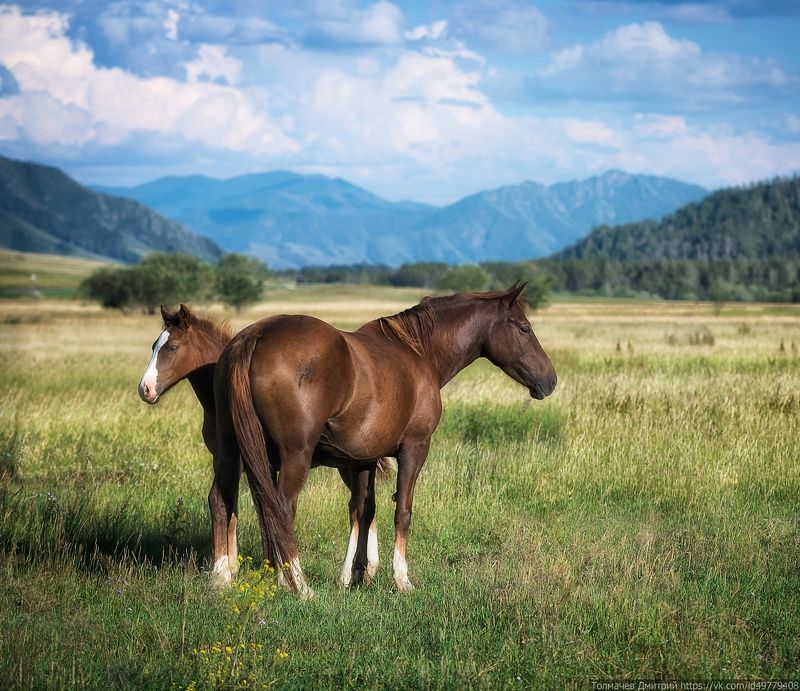 Алтайские скакуны фото превью