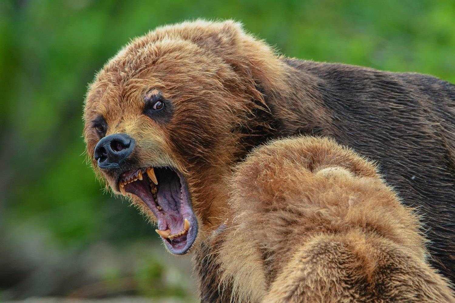 медведь, Александр Маркелов