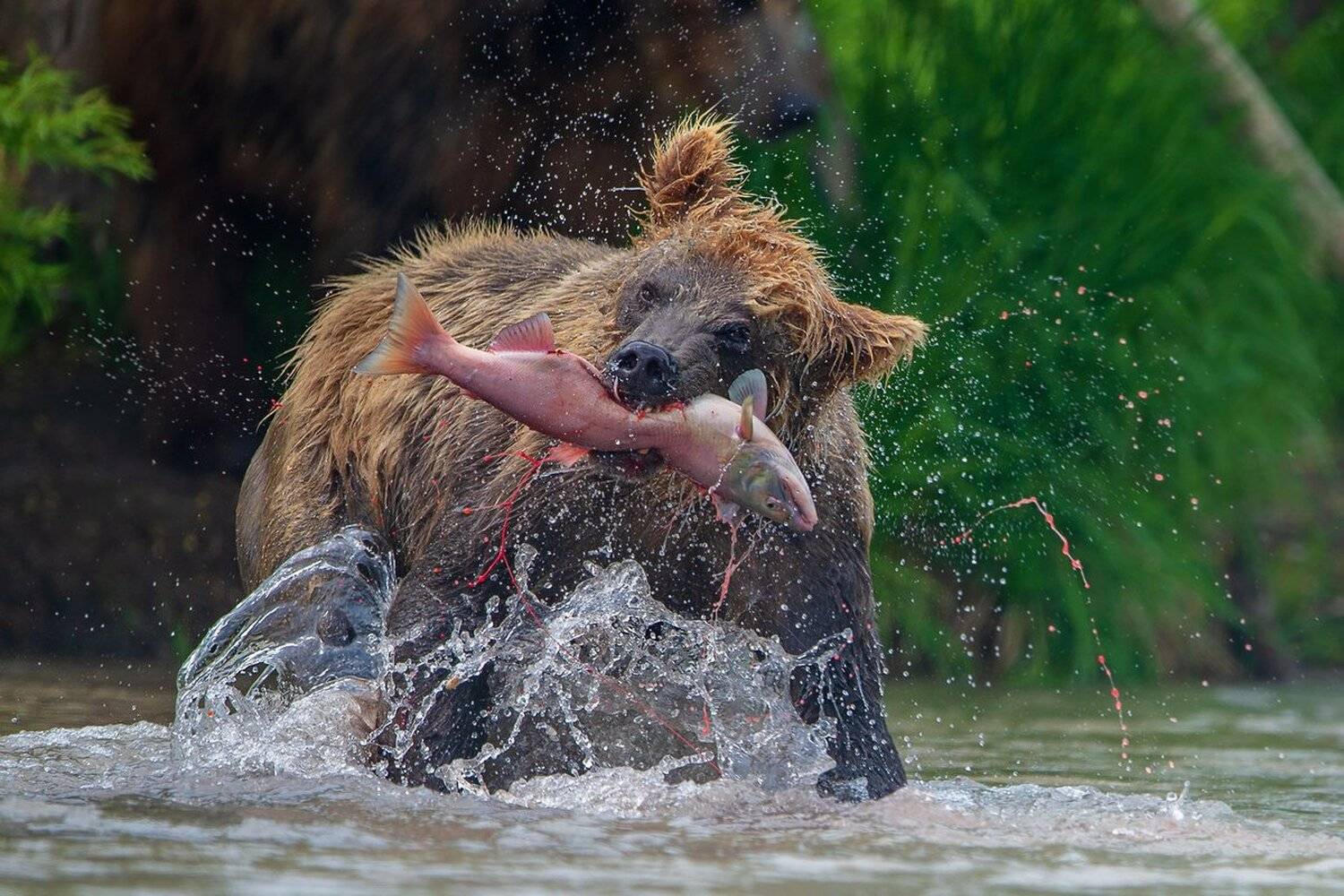 медведь, Александр Маркелов