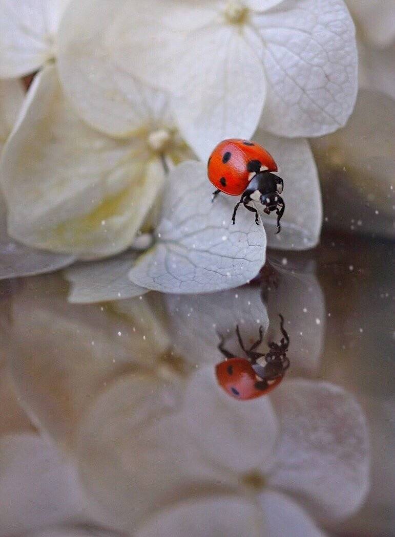 , Людмила Гудина